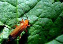 Rhagonycha Fulva...