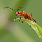 Rhagonycha fulva