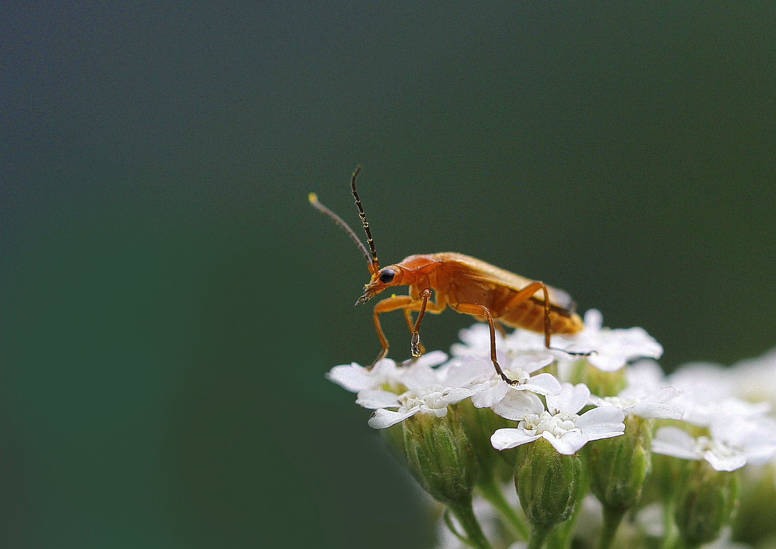 Rhagonycha fulva