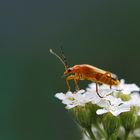 Rhagonycha fulva