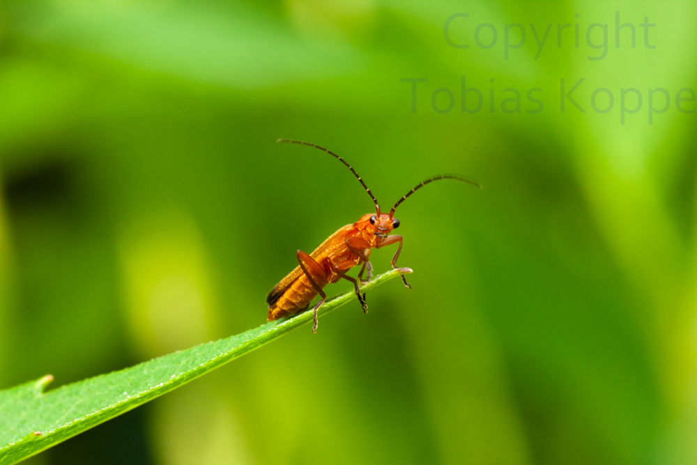 Rhagonycha fulva