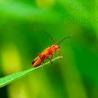 Rhagonycha fulva