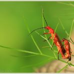 *Rhagonycha fulva*