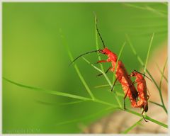 *Rhagonycha fulva*