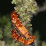 Rhagonycha fulva - in jeder Hinsicht scharfe Käfer :-)