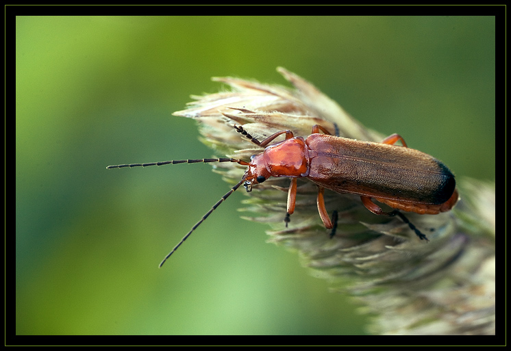 Rhagonycha fulva - Roter Weichkäfer