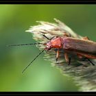 Rhagonycha fulva - Roter Weichkäfer