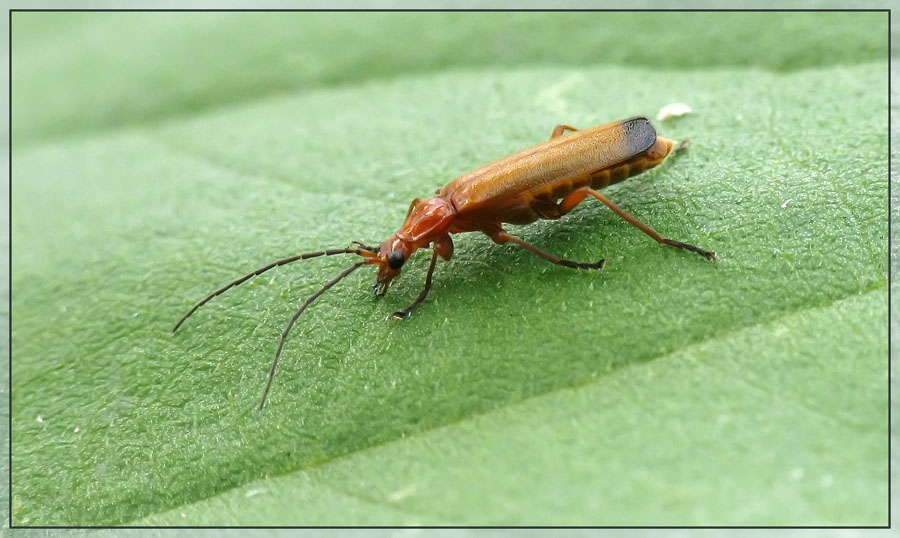 Rhagonycha fulva, Rotgelber Weichkäfer