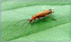 Rhagonycha fulva, Rotgelber Weichkäfer