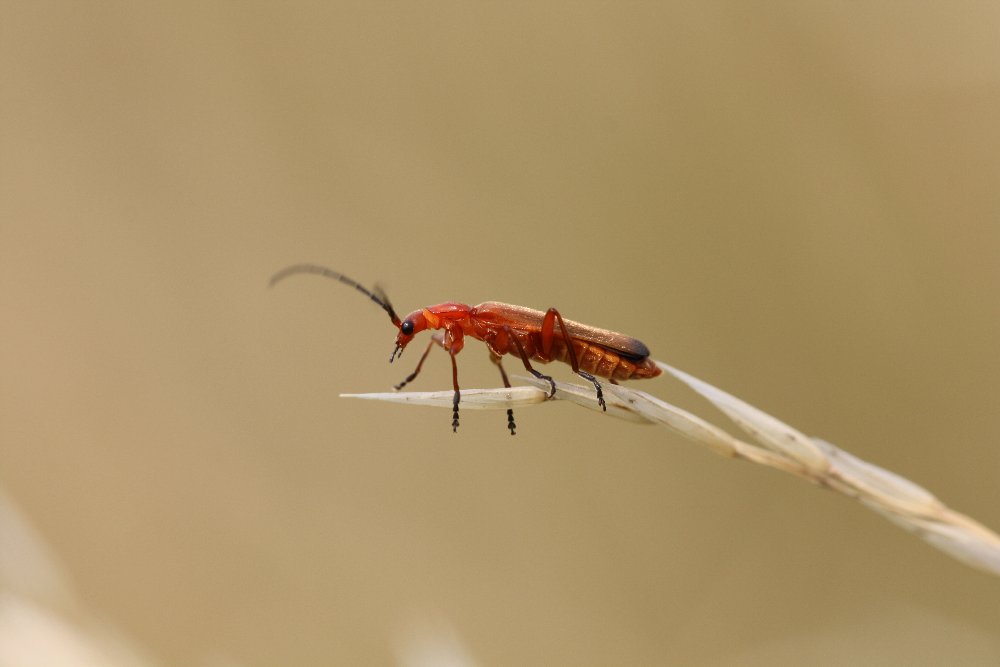 Rhagonycha fulva - Rotgelber Weichkäfer