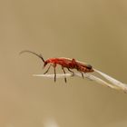 Rhagonycha fulva - Rotgelber Weichkäfer