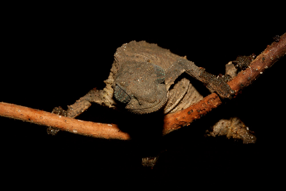 Rhampholeon nchisiensis beim turnen