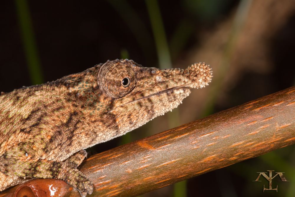 Rhampholeon spinosus - female