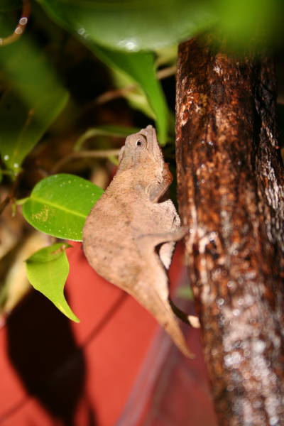 Rhampholeon temporalis weibchen