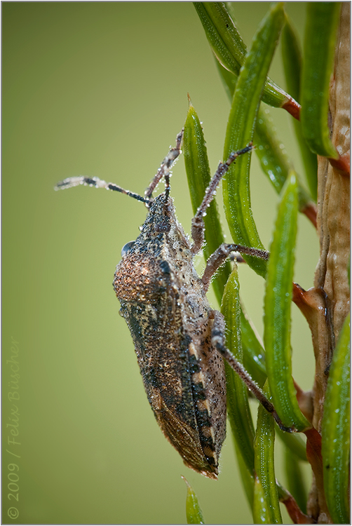 "Rhaphigaster nebulosa"