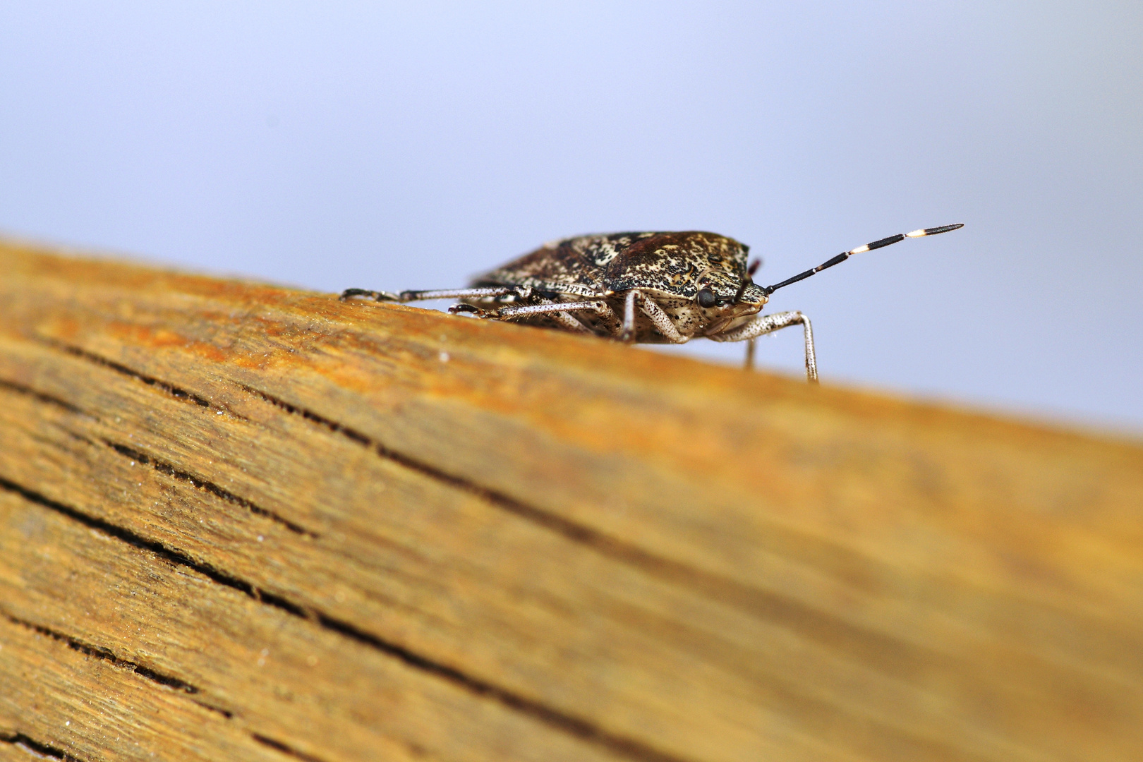 Rhaphigaster nebulosa