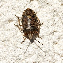 Rhaphigaster nebulosa - die Gartenwanze