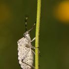 Rhaphigaster nebulosa, die häufige Graue Gartenwanze - mal von unten 