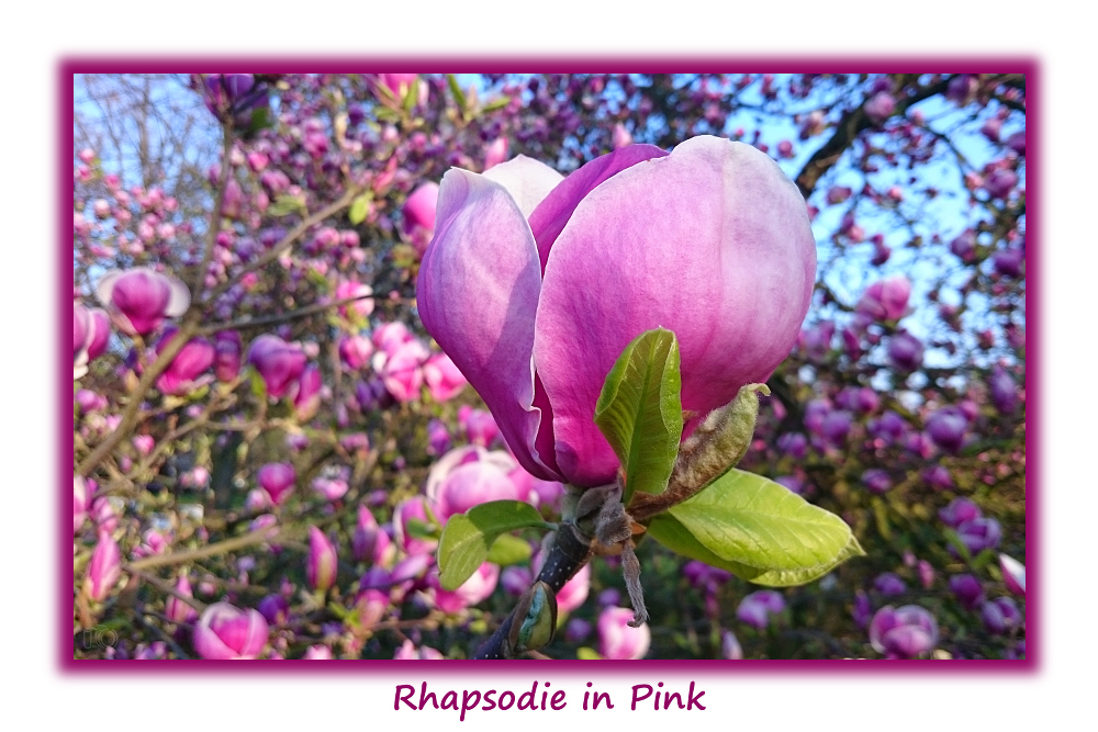 Rhapsodie in Pink