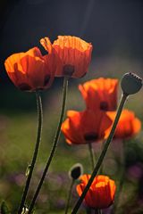 ... Rhapsodie in rot ... (1)