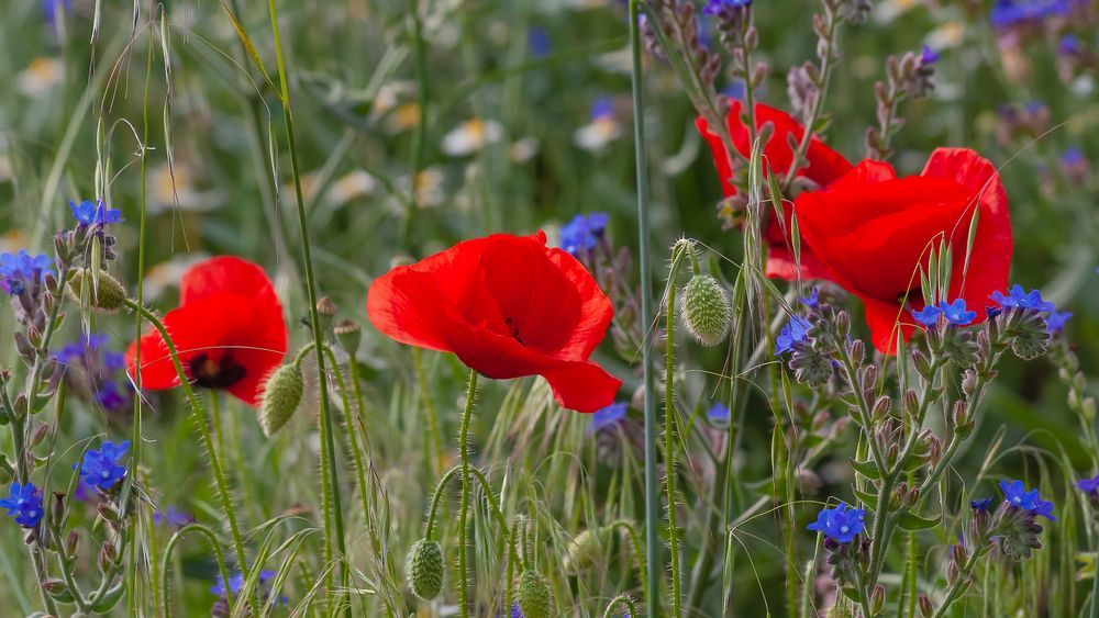 Rhapsodie in Rot  und Blau