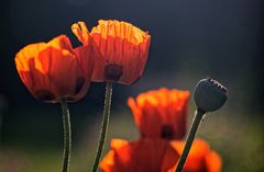 ... Rhapsodiein rot ... (2)