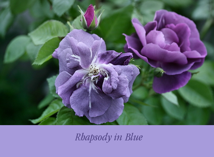 Rhapsody ...