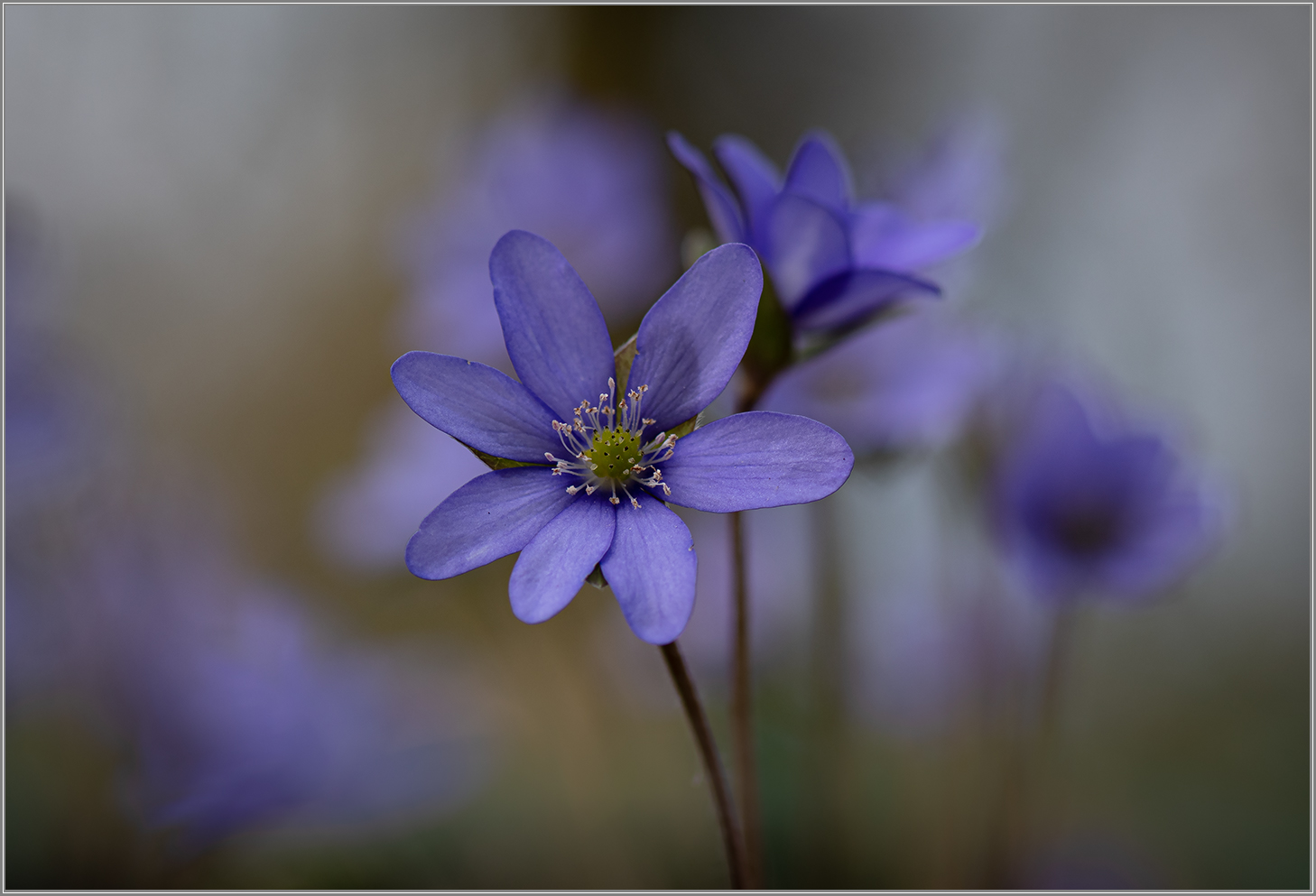 Rhapsody in blue   . . .