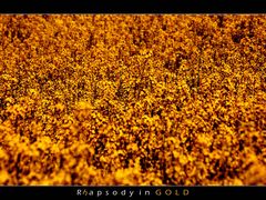 Rhapsody in GOLD