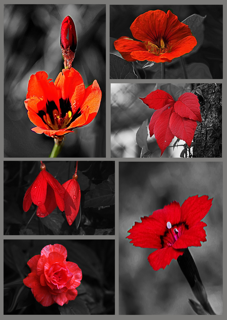 Rhapsody in red