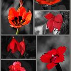 Rhapsody in red