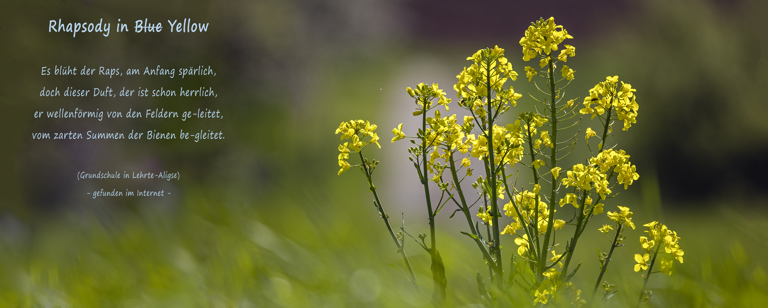 RHAPSODY in YELLOW   (2)