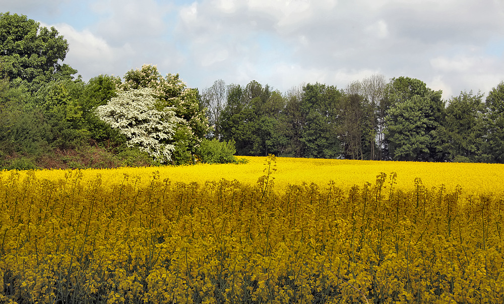 rhapsody in yellow...