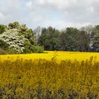 rhapsody in yellow...