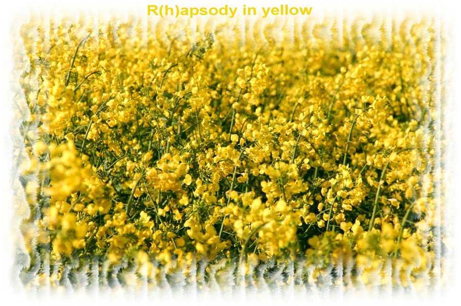 * R(h)apsody In Yellow *