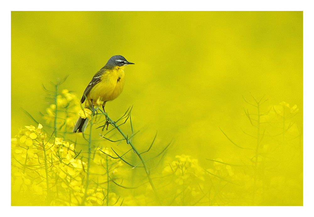 Rhapsody in  Yellow.........