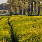 RHAPSODY in YELLOW at Biebesheim/Rhein