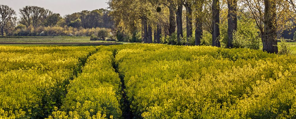 RHAPSODY in YELLOW at Biebesheim/Rhein