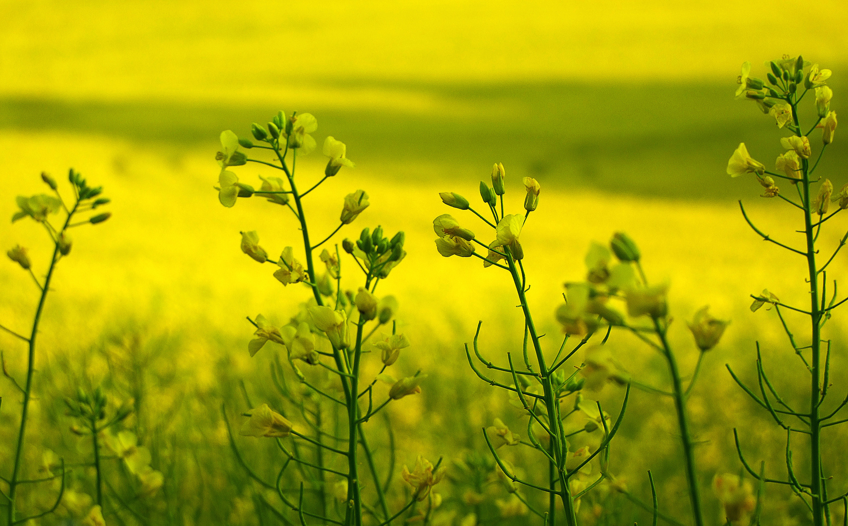 RhAPSody in yellow