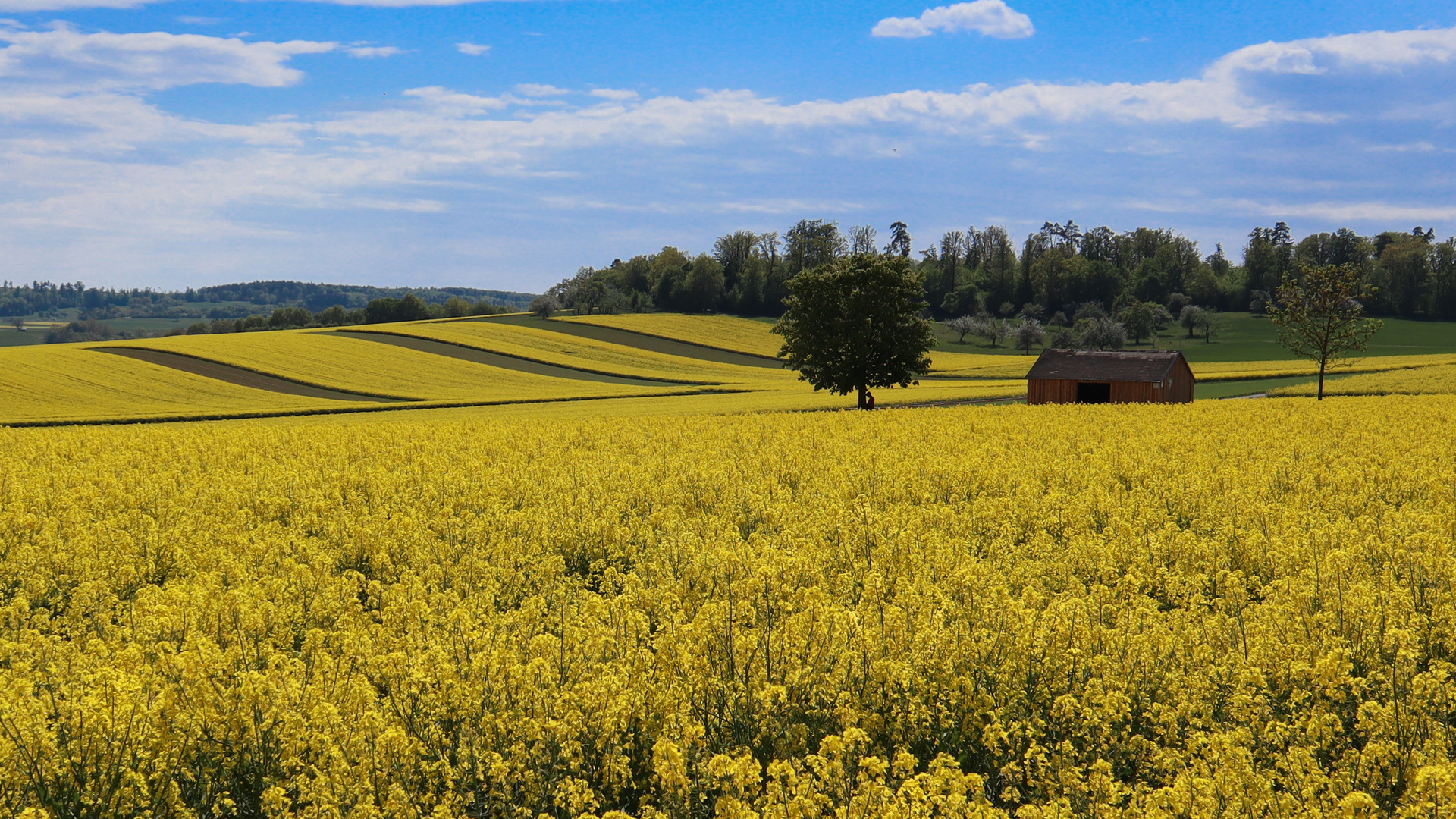 Rhapsody in yellow