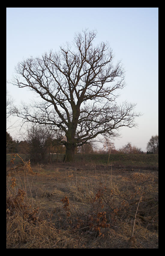 Rhein 06