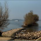 Rhein am Oestrich-Winkel.