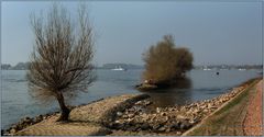 Rhein am Oestrich-Winkel.