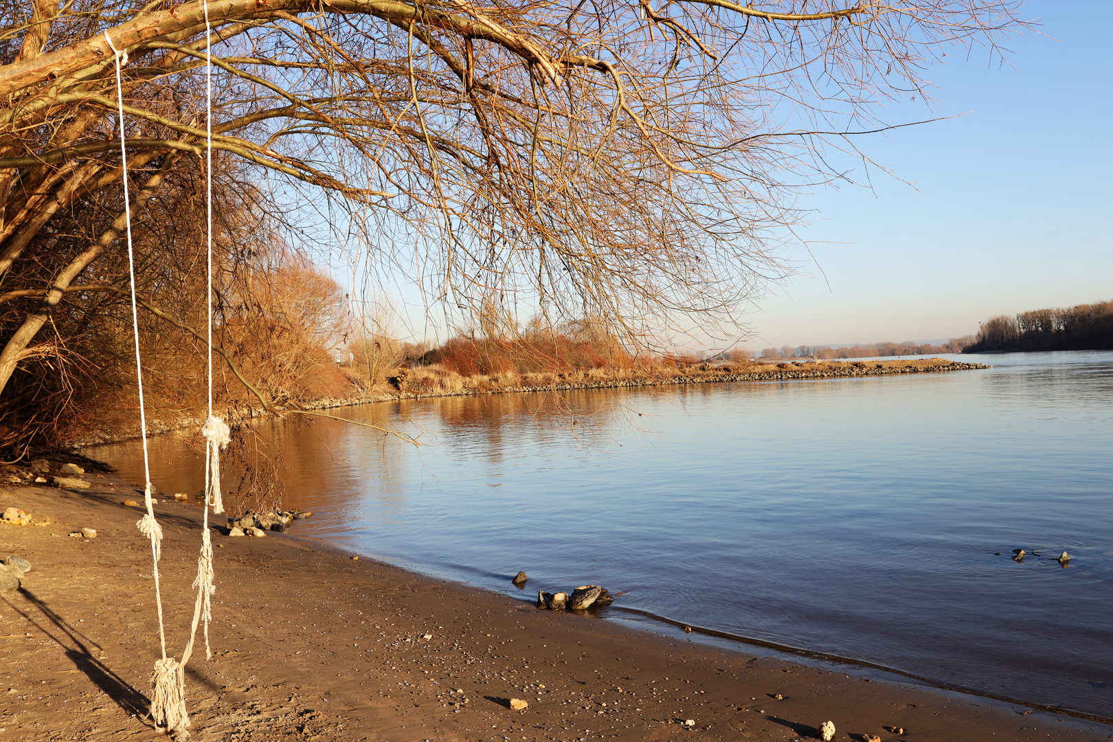 Rhein bei Gernsheim in der Nachmittagssonne