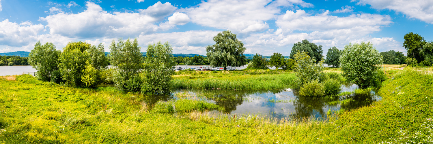 Rhein bei Heidenfahrt (1)