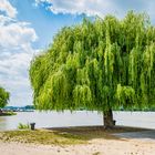 Rhein bei Heidenfahrt 18