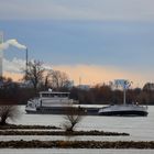 Rhein bei Lampertheim