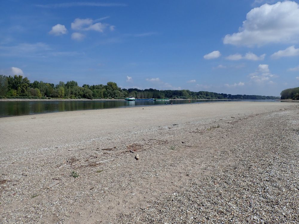 Rhein bei Nordheim (nördlich von Worms) (I)