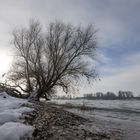 Rhein bei Urdenbach II