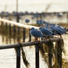 Rhein bei Walsum